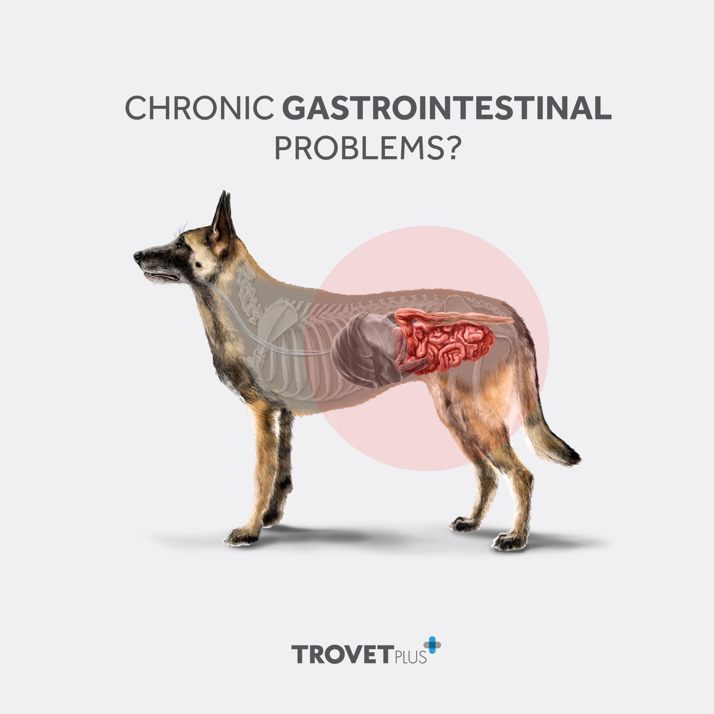 Intestinal – Fresh Turkey (Adult Dog)